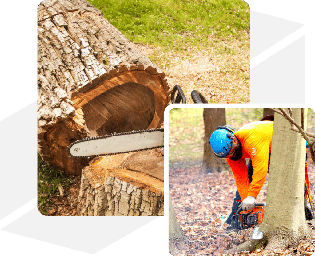 Professional Tree & Landscaping Company Rockville, Maryland