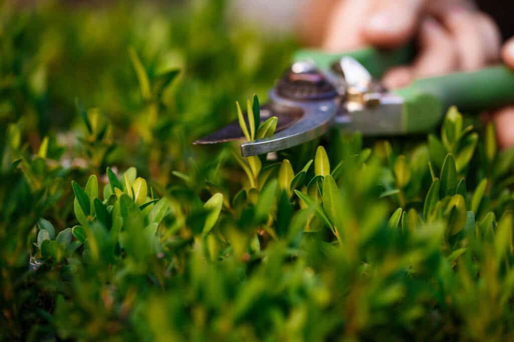 tree care company rockville md